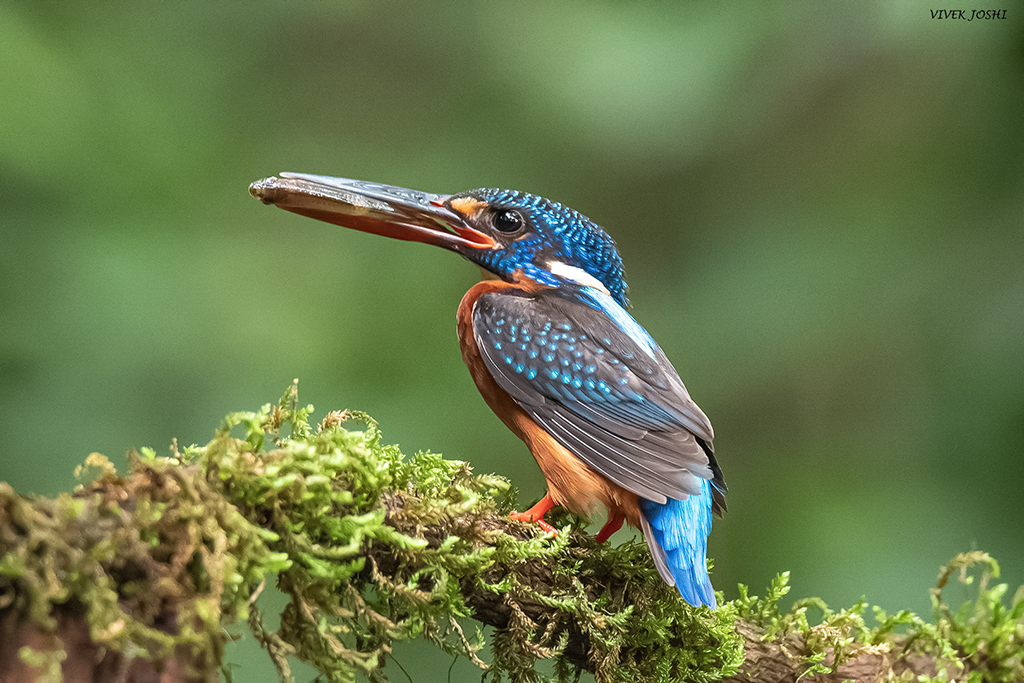 Blue Eared Kingfisher by Vivek Joshi (Group 15)